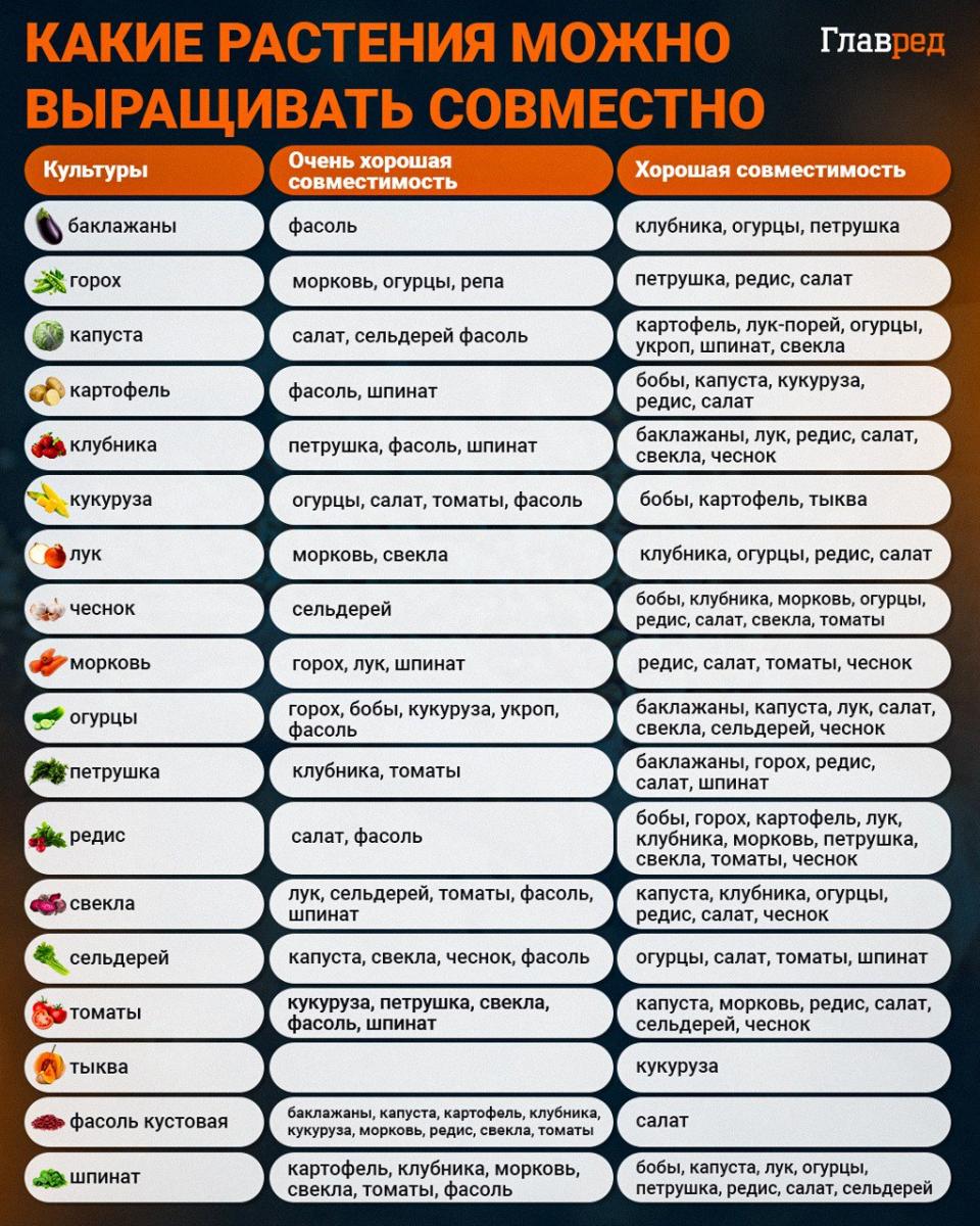 Infografika Které rostliny lze pěstovat společně