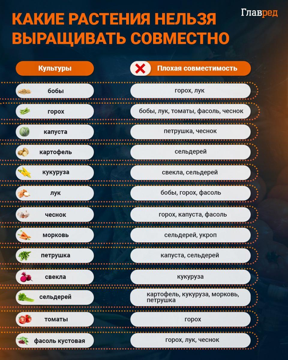 Infografika Které rostliny by se neměly pěstovat společně