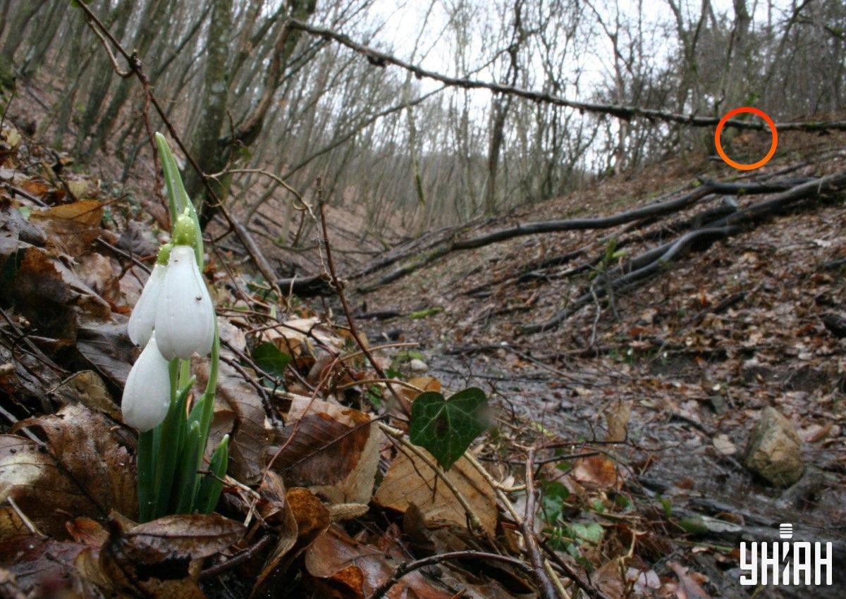 Liška se nacházela nedaleko levého horního rohu snímku / koláže z fotografie Myu