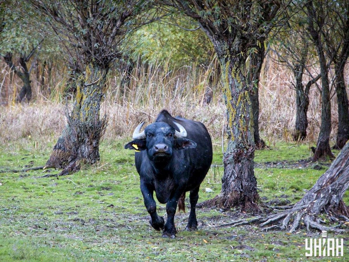 Najděte vránu na obrázku za několik sekund / koláž z fotografie Myu